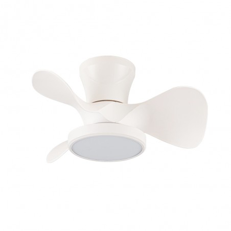 MOLL BLANCO