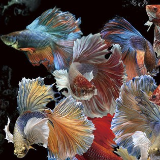 Photo frame Peces Siam