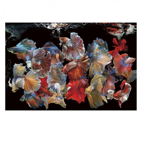 Fotografía impresa Peces Siam