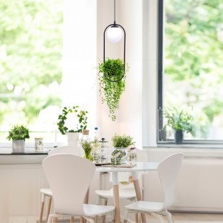 Pendant lamp Plant